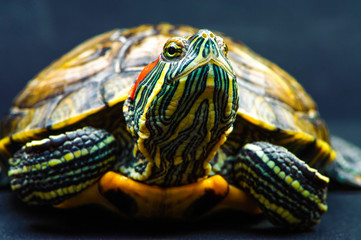 Obraz premium one Pond slider isolated on the black background.closeup