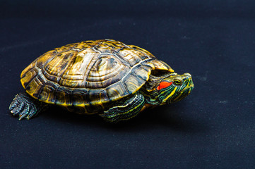 one Pond slider isolated on the black background.closeup