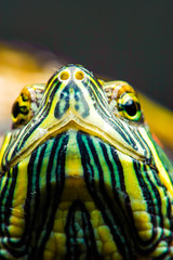 one Pond slider isolated on the black background.closeup