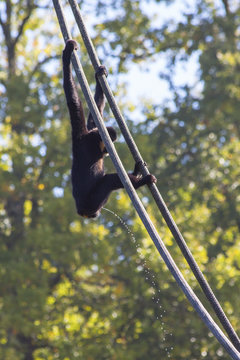 A peeing monkey in the ropes