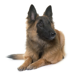 belgian shepherd tervuren