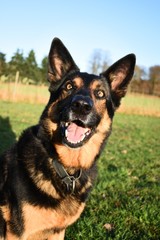 lachender Deutscher Schäferhund
