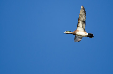 American Wigeon Flying in a Blue Sky