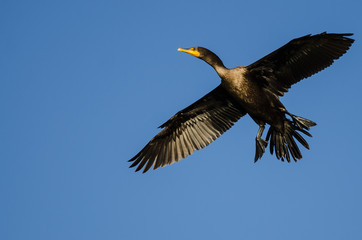 Double-Crested Cormorant Flying in a Blue Sky