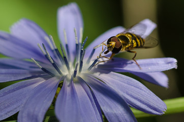 Bee Tirelessly Gathering Pollen from a Tiny Blue Flower