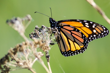 Monarch Butterfly Resting on a Dried Desert Flower