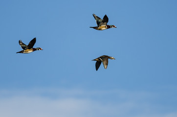 Three Wood Ducks Flying in a Blue Sky