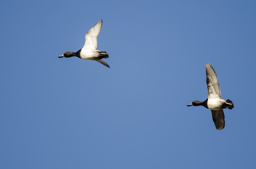 Two Ring-Necked Ducks Flying in a Blue Sky