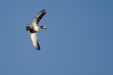 Ring-Necked Duck Flying in a Blue Sky