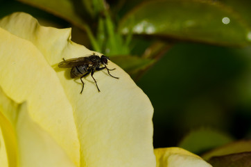 Clever Little Fly Resting on the Edge of the Delicate Yellow Rose