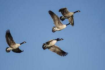 Flock of Canada Geese Flying in a Blue Sky