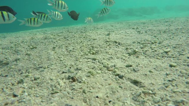 Speckled sandperch fish (Parapercis hexophthalma) on sandy bottom in the Red Sea, Egypt, 4k

