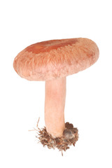 Woolly milkcap mushroom, (lactarius torminosus)