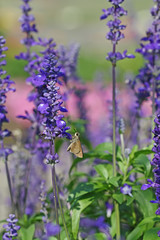 Blue Salvia field and bee