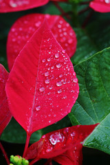 Beautiful red christmas flower