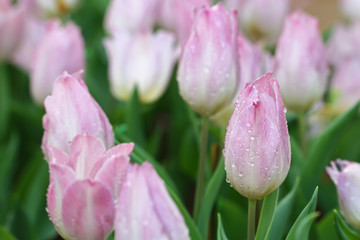 tulip dual color, white tulip , pink tulip,
