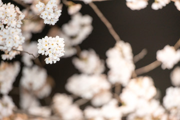 cherry blossom tree at night