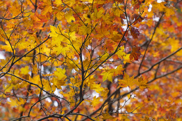 Naklejka na ściany i meble Autumn colorful maple leaves