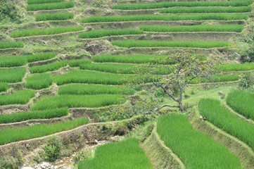 Rice terraces