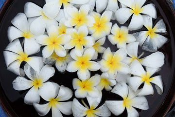 White Plumeria flowers