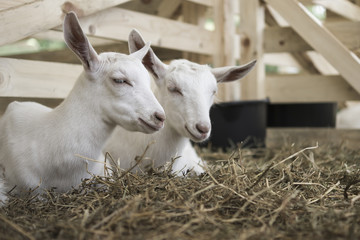 Goats in cattle pen