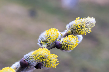 Willow, Palm Sunday, Easter, willow twig.