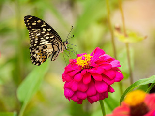 Fototapeta na wymiar Monarch Butterfly on Pink Zinnia flower