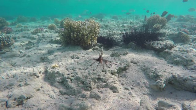 Lionfish zebrafish and sea urchins underwater in the Red Sea, Egypt, 4k
