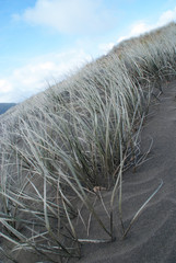 grasses on the beach