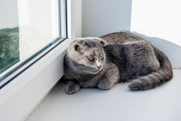 lop-eared gray cat lying on the windowsill