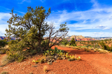 Fototapeta premium Sedona Arizona desert