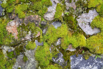 Obraz premium Moss and lichen on the stone wall, Japan