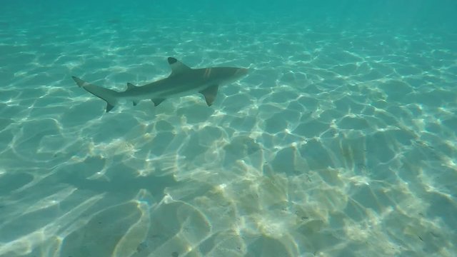 requin pointe noire