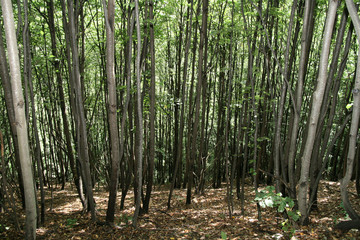 Wild forest