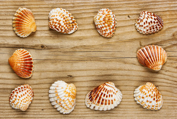 Frame of sea shells on old wooden board