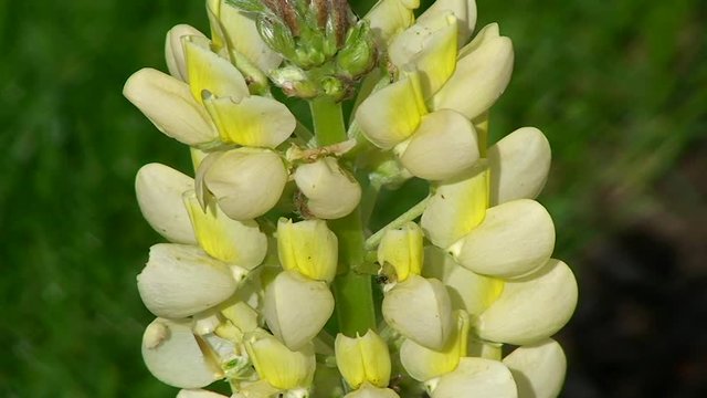 Die gelben Bl&uuml;ten der Lupine zittern im Wind (Nahaufnahme)