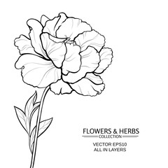 peony vector illustration © cuttlefish84