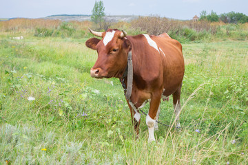 Cow on a summer pasture
