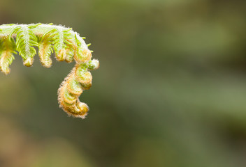 Fern leaf with dew in the fresh morning