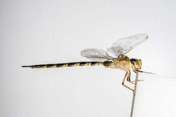 Macro of dragonfly on white background.