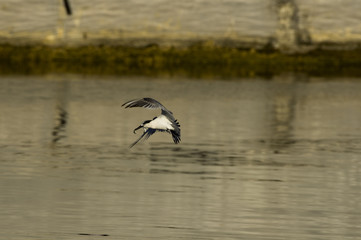 Naklejka premium Sandwich tern