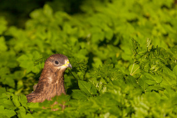 young Falcon peeking out of the grass