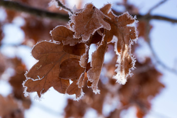 Frozen oak leaves at winter forest against the blue sky