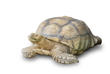 Sulcata Tortoise isolated on white background. Africa spurred tortoise yawning. File contains a clipping path.
