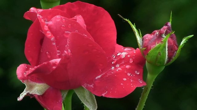 Eine edle rote Rose schaukelt mit Wassertropfen geschm&uuml;ckt mit der Knospe im Wind (Gro&szlig;aufnahme)