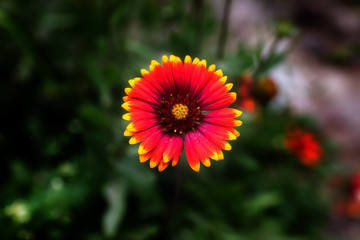 Flowers in leh Ladakh