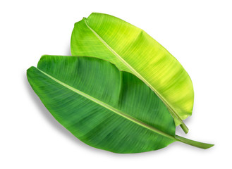 banana leaf isolated on white background, File contains a clipping path.