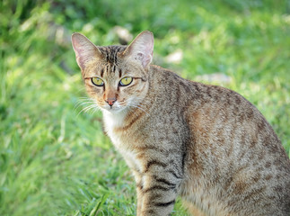 Portrait of beautiful domestic cat in the garden