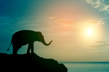 Fototapeta premium Elephant silhouette at sea (sunset time)