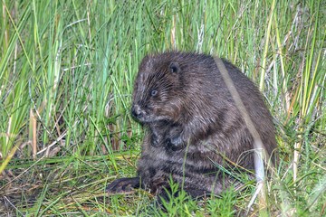 cool fun beaver